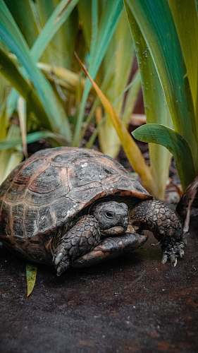 sea life black turtle on grass turtle